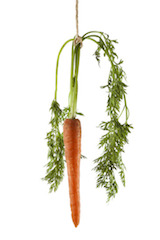 Carrot hanging on a string on a white background as a concept of motivation